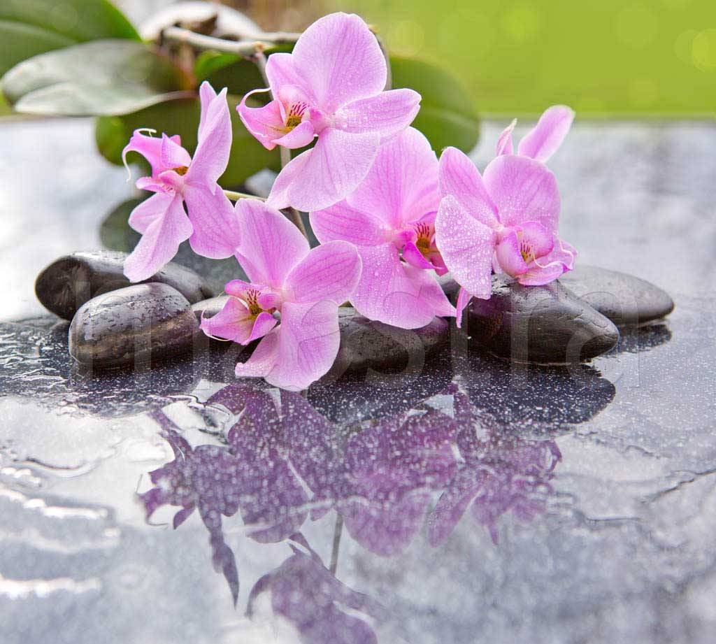 Фотообои Цветки красивой орхидеи на камнях
